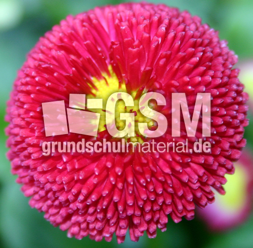 Massliebchen-rot-4.jpg